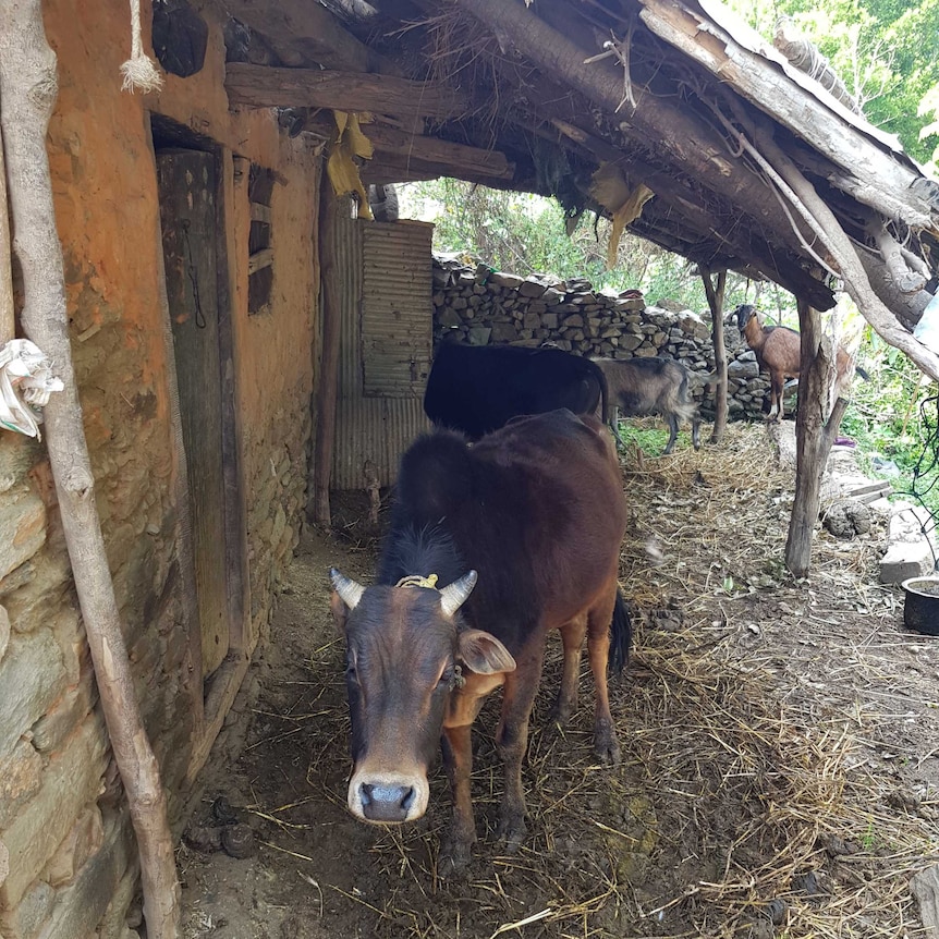 Cows stand outside of a mudbrick building.