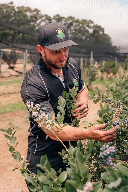 Ryan Sherry, vestido com boné preto e camisa pólo, parece um arbusto de frutas silvestres. 