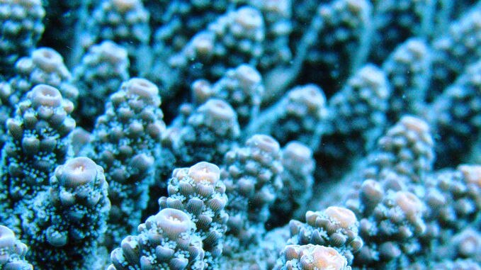 Close up of blue coral branches and polyps off the Keppel Islands