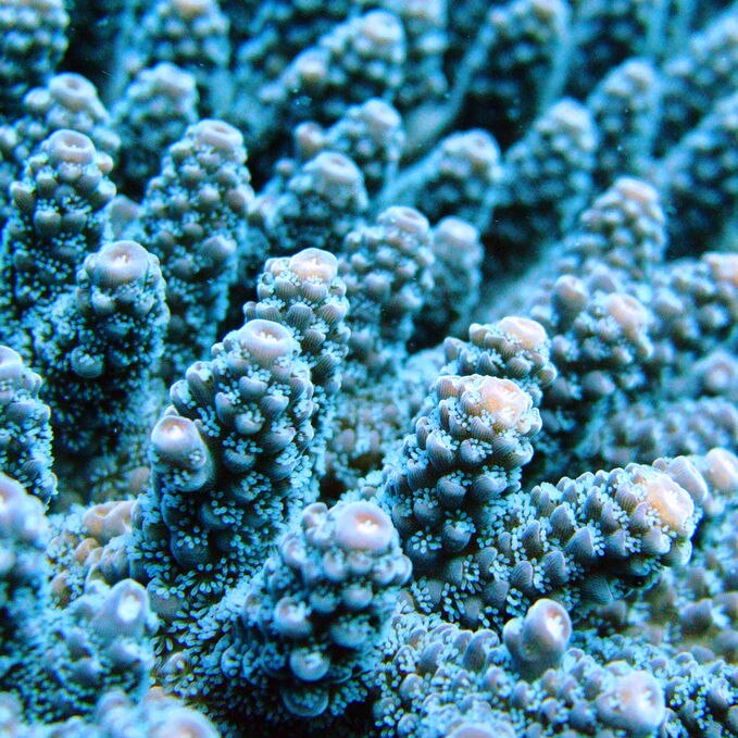 Close up of blue coral branches and polyps off the Keppel Islands