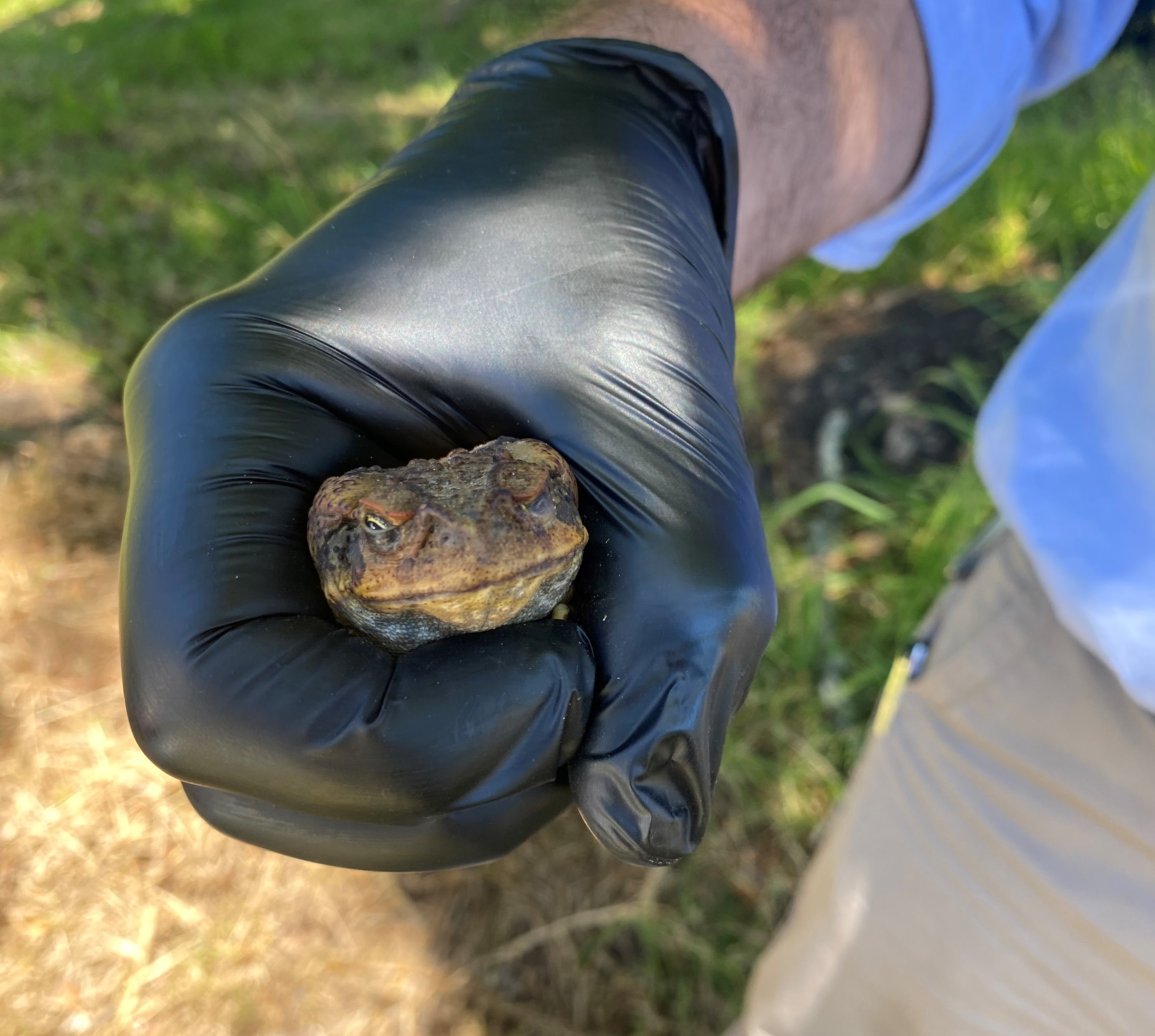 A black rubber gloved hand holding a cane toad