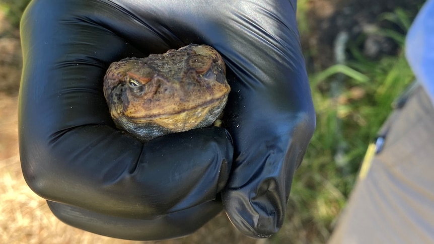 A black rubber gloved hand holding a cane toad