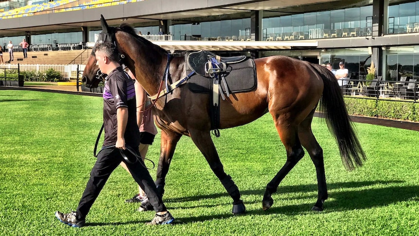 Winx at the barrier trial at Rosehill