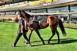 Winx at the barrier trial at Rosehill