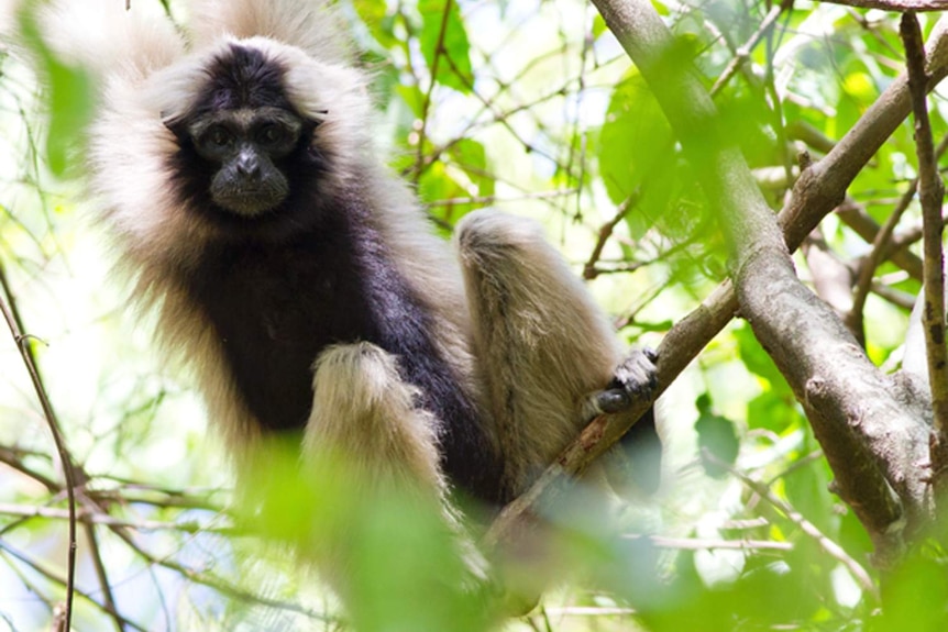 A wild female gibbon hangs on a tree in Phnom Tnout forest, Preah Vihear province, Cambodia.
