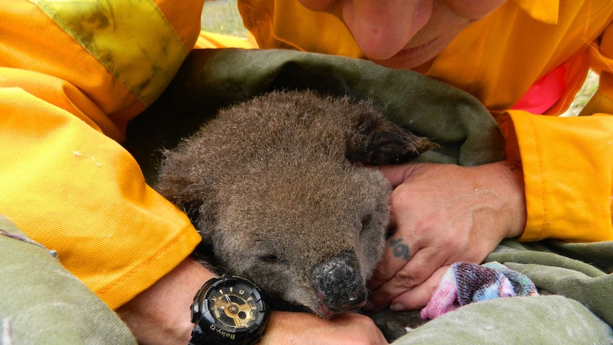A koala with a burnt nose rescued by two volunteers