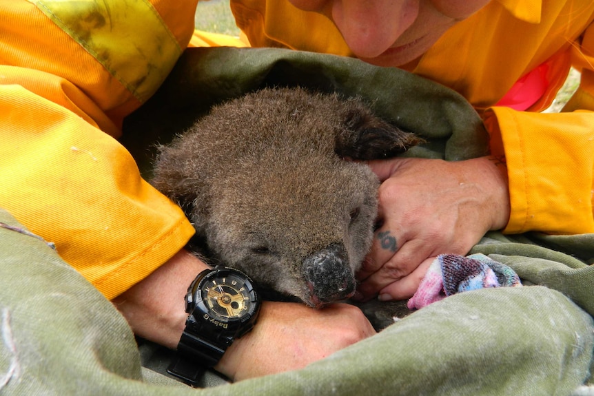 A koala with a burnt nose rescued by two volunteers