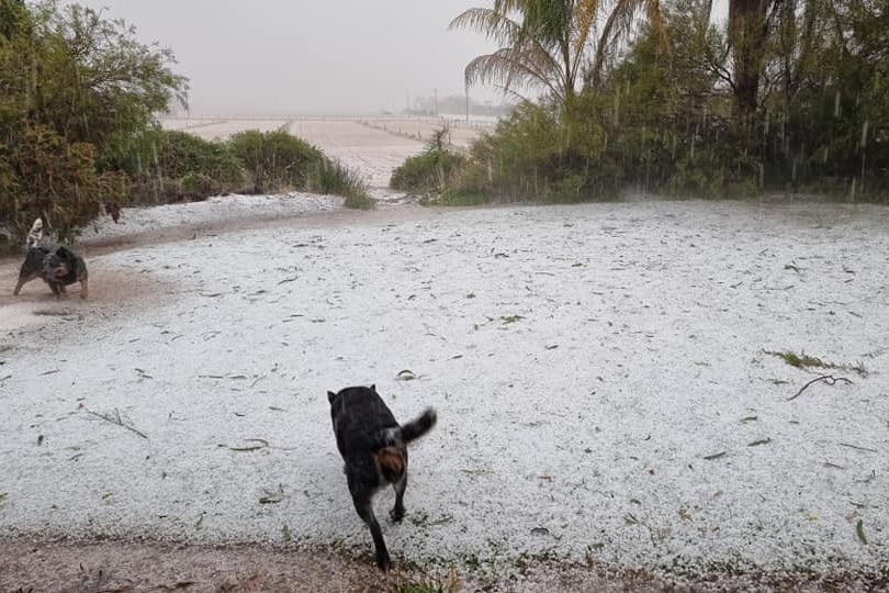 Dogs go hail at Meta Sindos Barmera Riverland in southern Australia