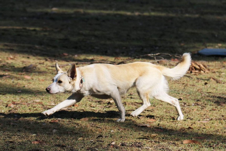 Sheep dog Chloe stalks her flock with great concentration.