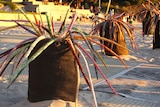 Several grass tree sculptures made from yarn are pictured on the sand at Cottesloe beach. 