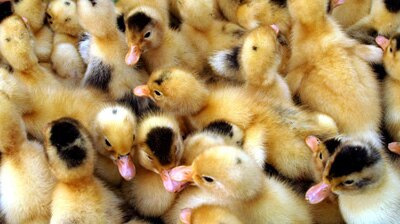 Ducklings.
