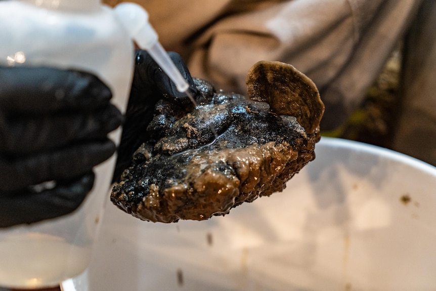 A seabed nodule being held and sprayed in a laboratory setting. 