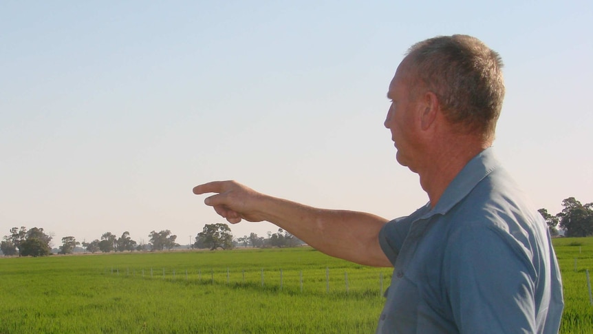 John Hand in his rice crops on his property in southern NSW.