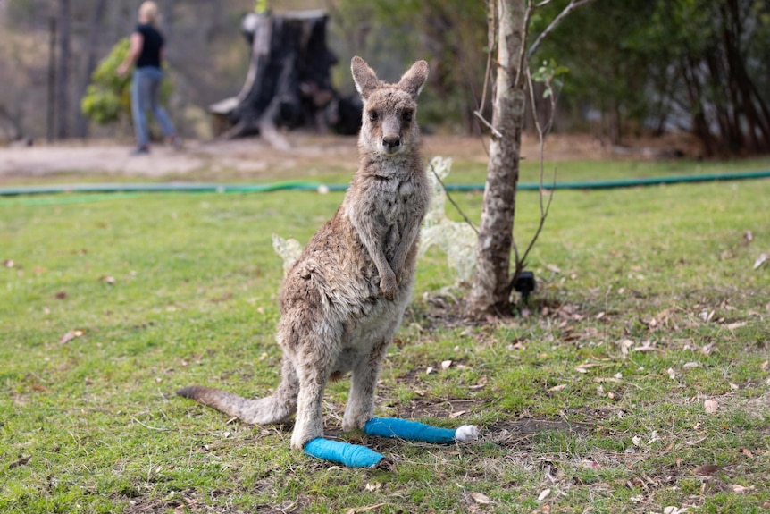 A small roo with blue bandaged feet after being burnt in a bushfire