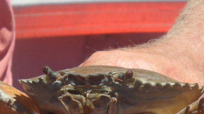 close up of mud crab.