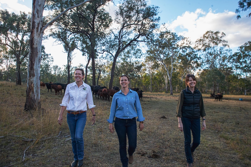 Three women walk through a woodland while cattle graze in the background.