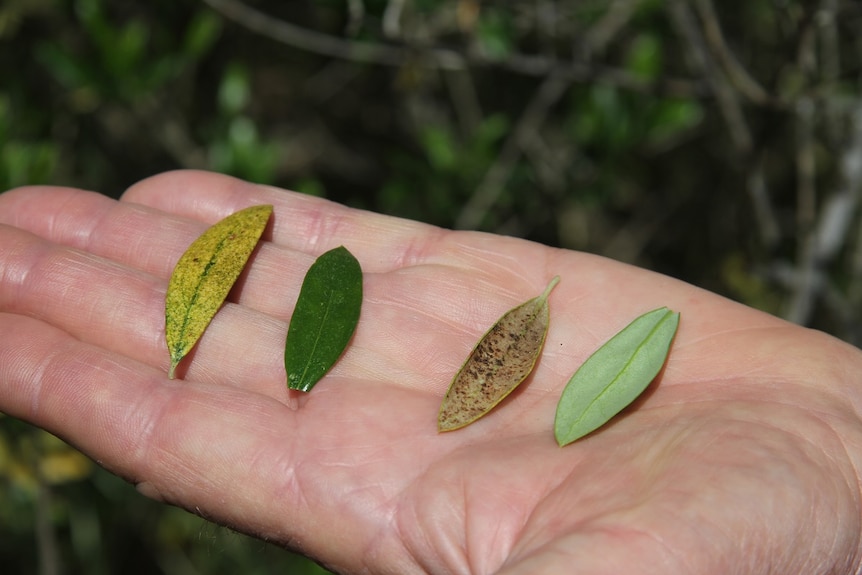 Leaves showing evidence of lace bug