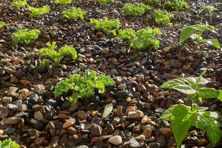 Lettuce leaves sprout through pebbles.