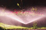 A garden sprinkler sprays water into the air in front of a row of pink flowers.