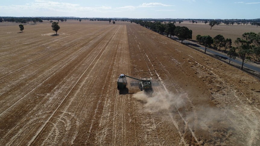A drone shot of flat cropping country, dotted with trees, a header is in the middle of a paddock harvesting with a plume of dust