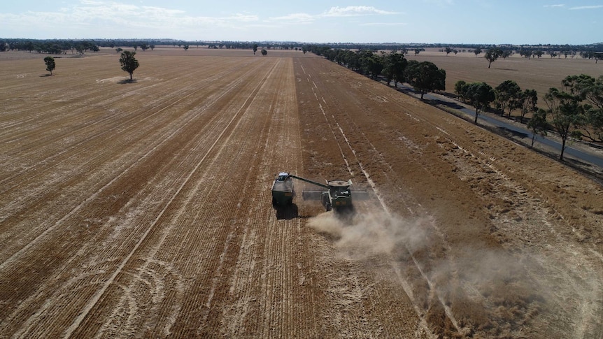 A drone shot of flat cropping country, dotted with trees, a header is in the middle of a paddock harvesting with a plume of dust