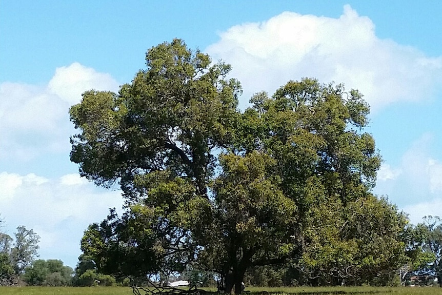A spreading marri tree in a paddock