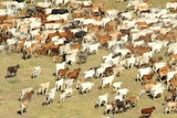 Cattle mustering by helicopter on Bullo River Station
