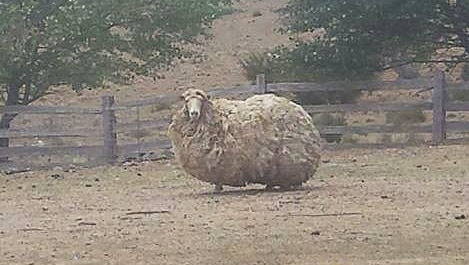 Sheila the shaggy ewe