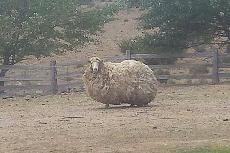 Sheila the shaggy ewe