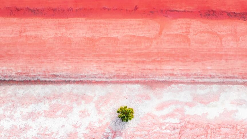 A drone image from above shows a landscape fading from bright pink to white with a single green tree in the middle.