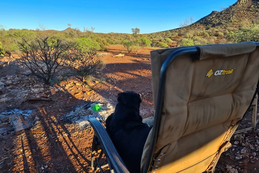 A photo of a chair next to an old camp fire and the dead dingo in the distance