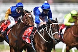 Winx wins the Caulfield Stakes