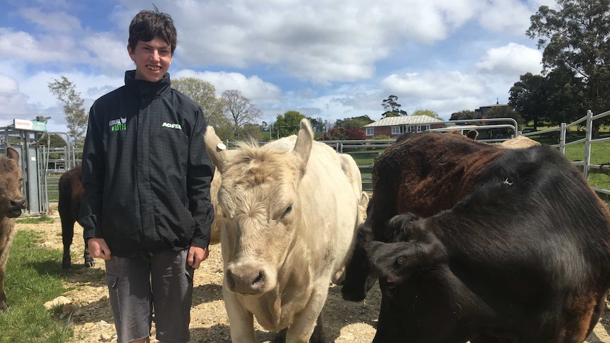Year 12 student Patrick Rosevear with Murray Grey cattle at the Lilydale School Farm