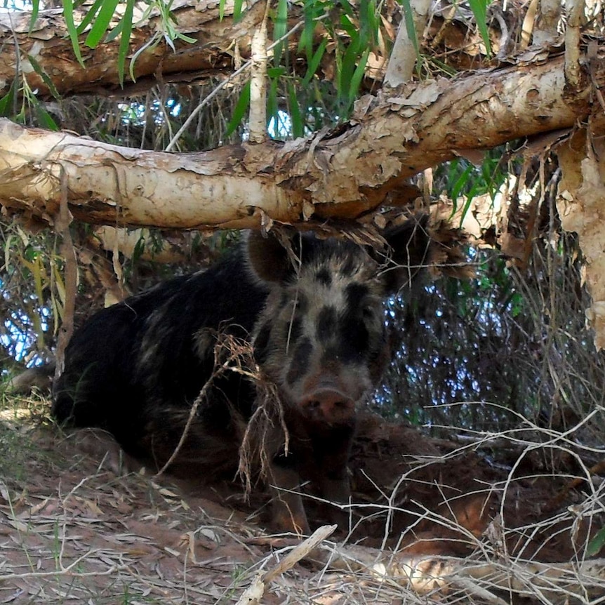 The feral pig rests under a tree