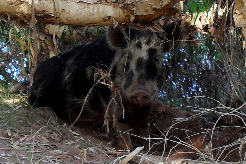 The feral pig rests under a tree