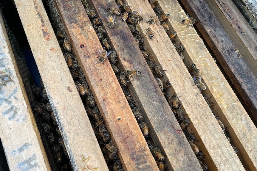 Bees pictured crawing over wooden shelves of a hive 