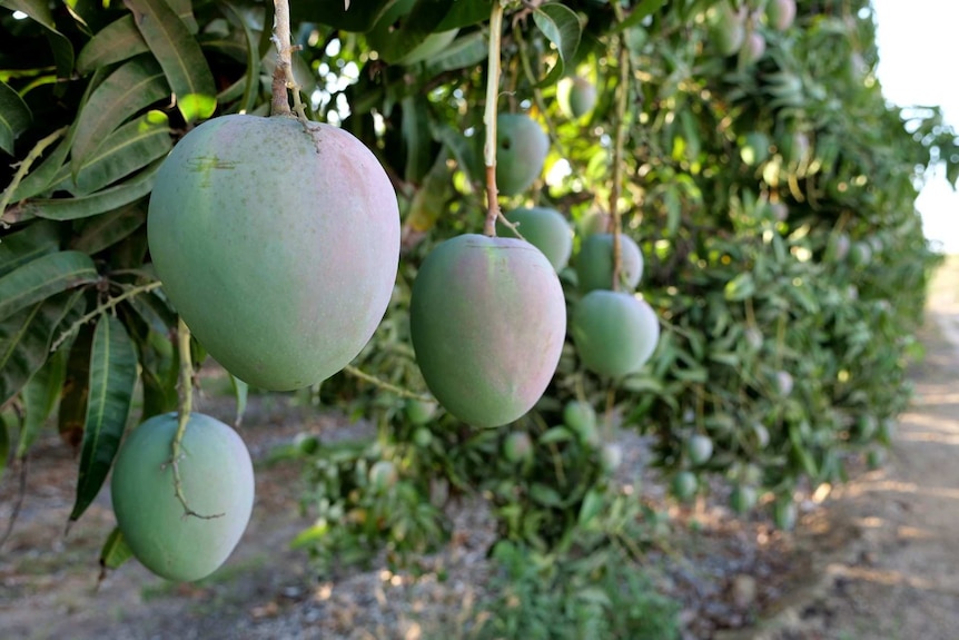 Several green mangos hang on a leafy tree.