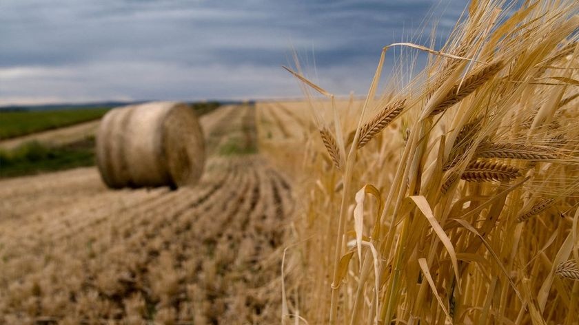 wheat harvesting