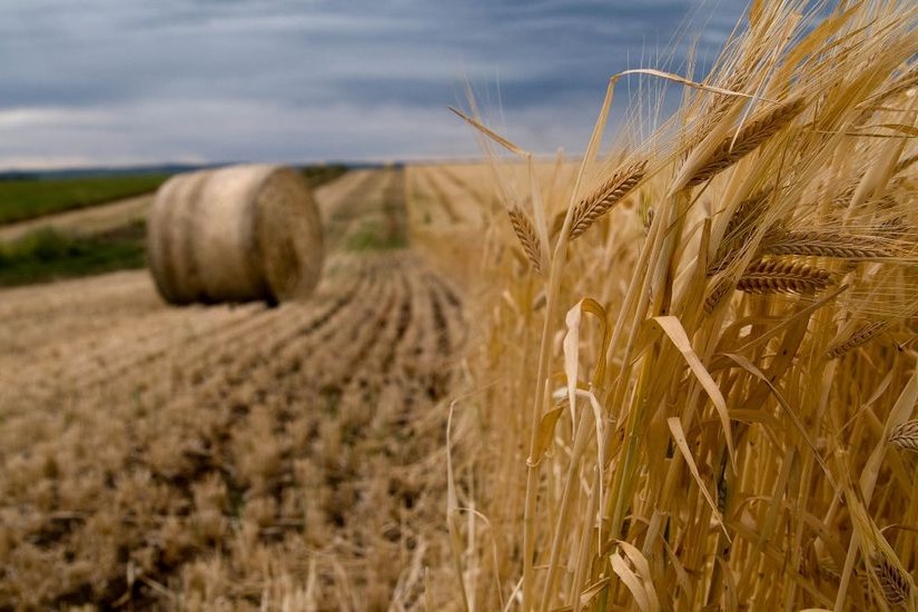 Golden heads of wheat in the foreground on the right of the picture, with cleared fields and a bale of hay on the left