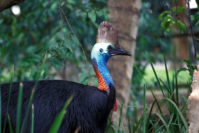 A southern cassowary walks through rainforest.