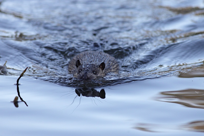 Water rat wake