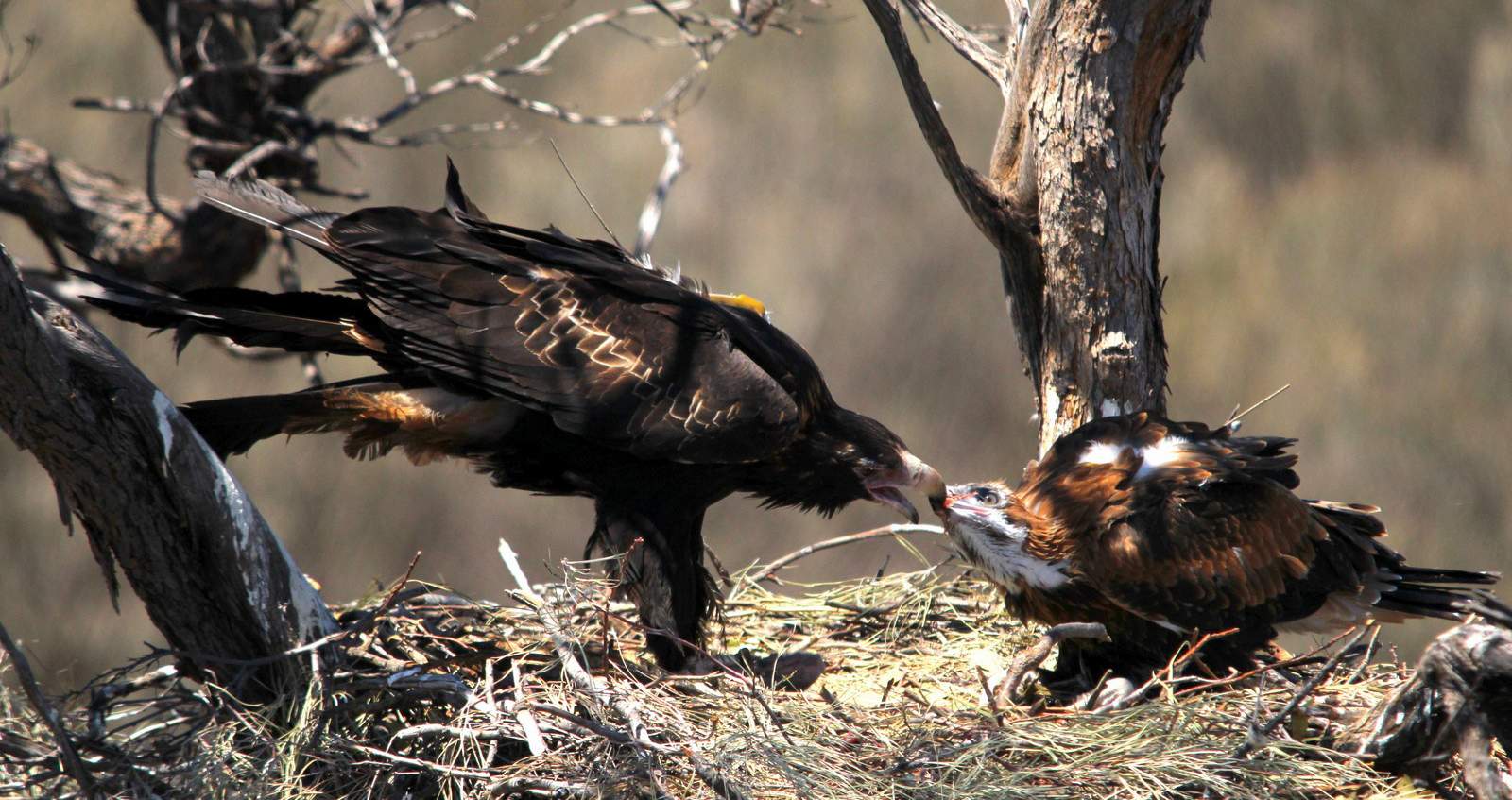 948ac6dc5771edc371142e5bd223ed85?impolic