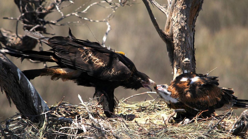 Wedge-tail eagle Gidgee feeds Kuyurnpa.