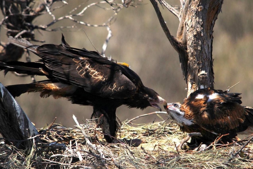 Wedge-tail eagle Gidgee feeds Kuyurnpa. July 11, 2014.