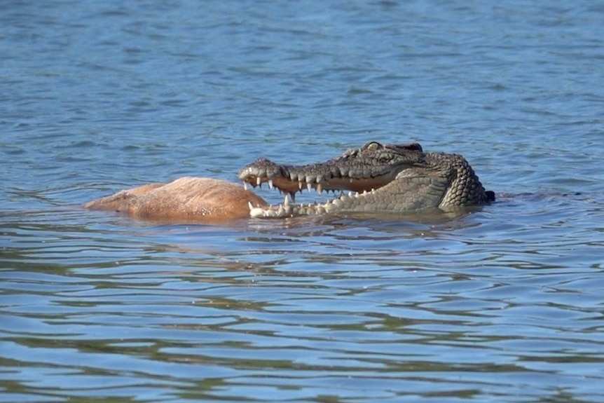 A crocodile eats its prey in an East Kimberley river. 