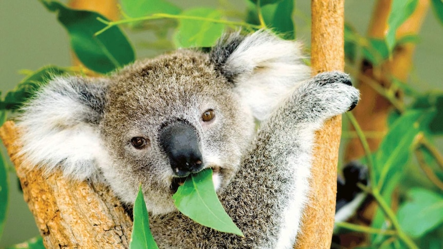 a koala in a tree eating a leaf