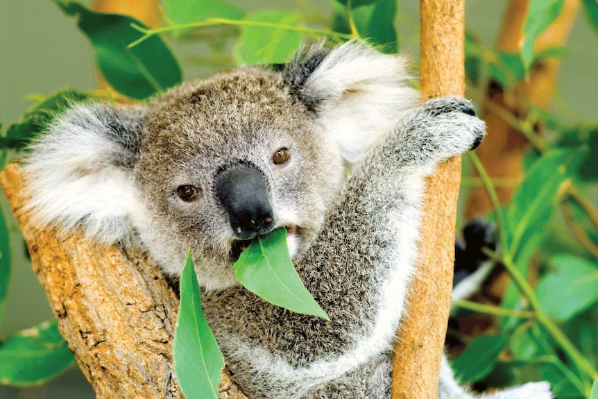 a koala in a tree eating a leaf