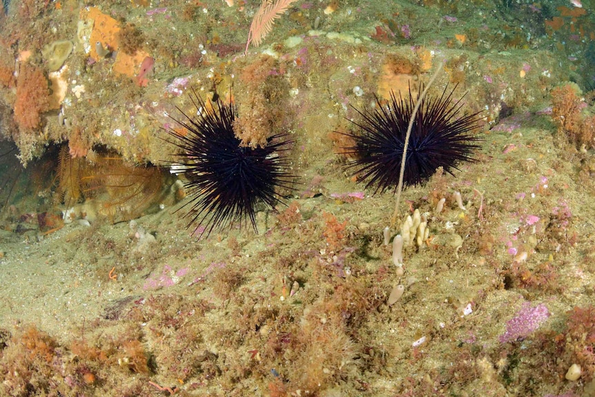 Barren sponge garden destroyed by sea urchins