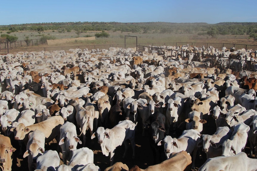 cattle in yards