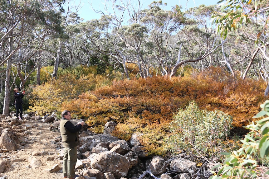 A wide view of nature scene showing yellow fagus leaves on a tree. There's a man standing and looking at nature in shot.